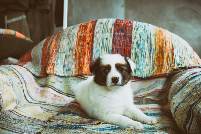 Does That 'Pet-Friendly' Rental Actually Like Your Dog?