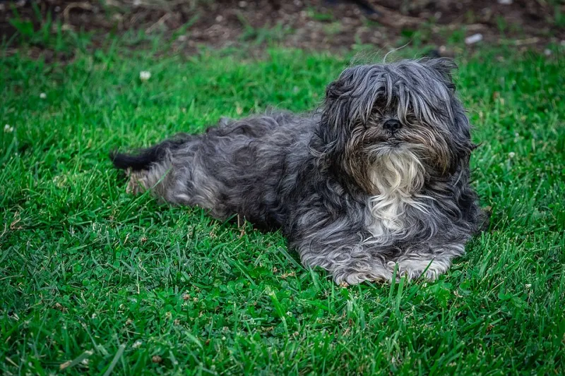 Paws, Porches, and the Perfect Stay: How to Find a Rental That Truly Rolls Out the Welcome Mat for Your Dog